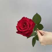 Цветы поштучно